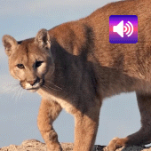 Cougar & Mountain Lion: Sounds Apk