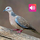 Spotted Dove: Sound, Ringtones Apk