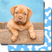 Puppy Games Kids - Cool Puppies for Cool Kids Apk