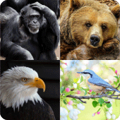 Guess the Animal Game‏ Apk