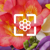 Flower Wallpaper HD Apk