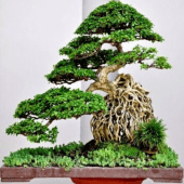 various bonsai plants Apk