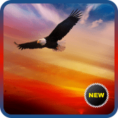 Bald Eagle Wallpapers Apk