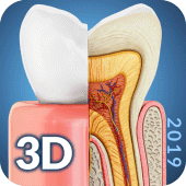 Dental  Anatomy Apk