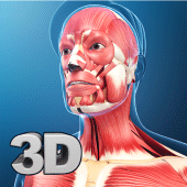 My Muscle Anatomy Apk