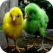 Chicks Wallpapers Apk