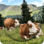 Cow Wallpapers Apk