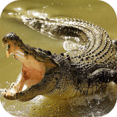 Crocodile Wallpapers Apk