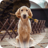 Dogs Wallpapers Apk