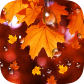 Autumn Maple Leaf Droplets Live Wallpaper Apk