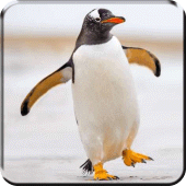 Penguin Live Wallpaper Apk