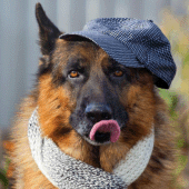 German shepherd dog wallpapers Apk