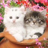 Kittens cats cute wallpapers Apk