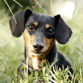 Dachshund Dog Wallpapers Apk