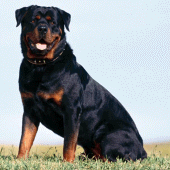 Rottweiler Dog Wallpapers Apk