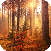 Autumn Wallpapers HD & 4k Backgrounds Apk