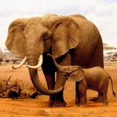 The Elephant Apk