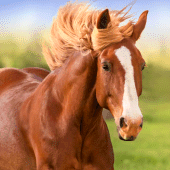 The Horse Apk