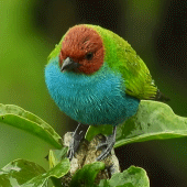 Beautiful Bird Live Wallpaper Apk