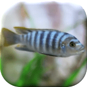 Tropical Aquarium LWP Apk