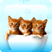 Kitty Cool: HD Cats Wallpapers Apk