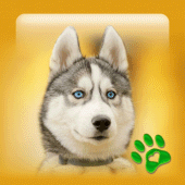 PupWall - Cute Dog Wallpapers Apk