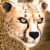 Ultimate Cheetah Simulator Apk