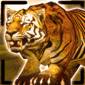 Tiger King Simulator Apk