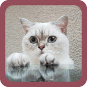 CUTE CAT WALLPAPERS Apk