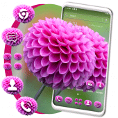 Dahlia Flower Theme Apk