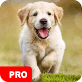 Dog Wallpapers PRO Apk