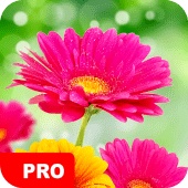 Flower Wallpapers PRO Apk