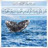 صور ايات قرانيه بتصاميم  جميله Apk