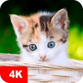 Kitten Wallpapers 4K Apk