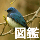 野鳥図鑑 Apk