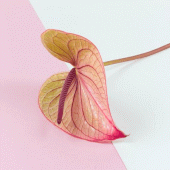 Anthurium: HD Flower Wallpapers and Backgrounds Apk