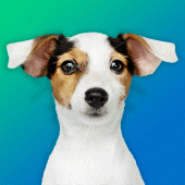 Dog Quiz: Guess the Breed — Game, Pictures, Test Apk