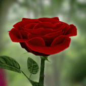 3D Rose Live Wallpaper Apk