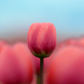 3D Tulip Live Wallpaper Apk