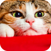 Wallpaper Cat Collection Apk