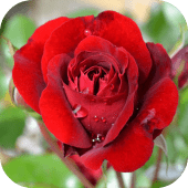 Roses - garden and grow Apk