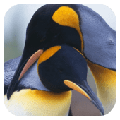 Penguins 3D. Live Wallpaper Apk