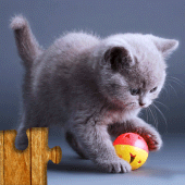 Cats Jigsaw Puzzle Game Kids Apk