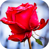 Roses Stickers for WhatsApp Apk