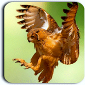 Bird Live Wallpapers Apk